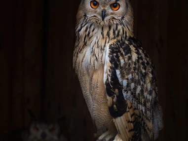 Ausflugsziel: Tierpark Altenfelden