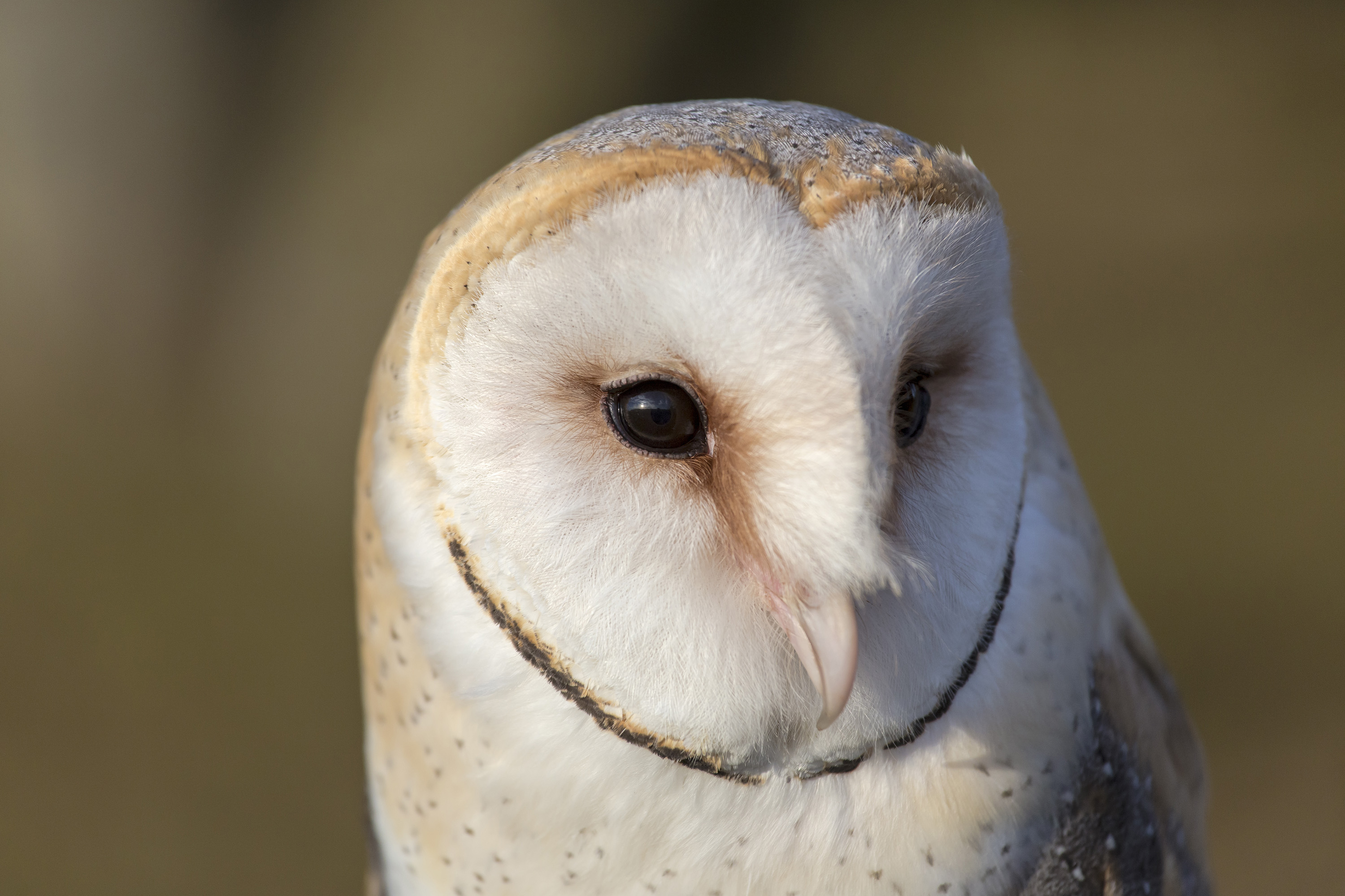 Ausflugsziel: Tierpark Altenfelden