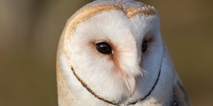 Reis met kinderen - Rading (Bad Leonfelden) - Tierpark Altenfelden