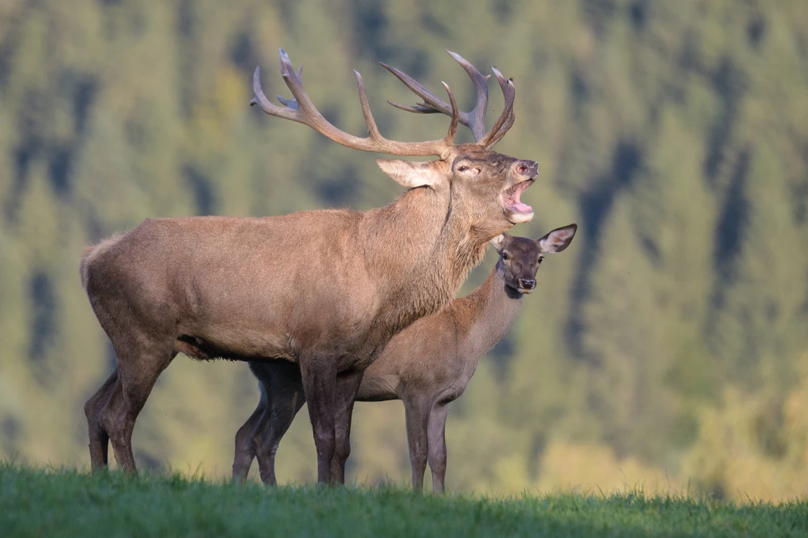 Ausflugsziel: Tierpark Altenfelden