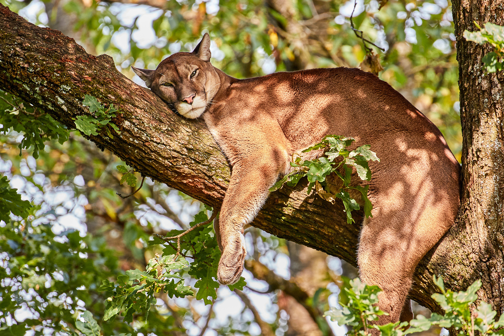Ausflugsziel: Tierpark Altenfelden