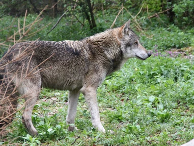 Ausflugsziel: Cumberland-Wildpark Grünau