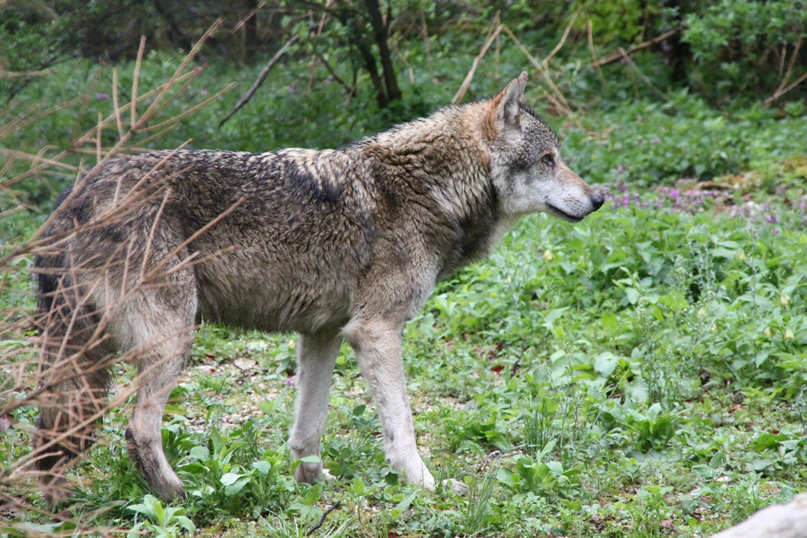 Ausflugsziel: Cumberland-Wildpark Grünau
