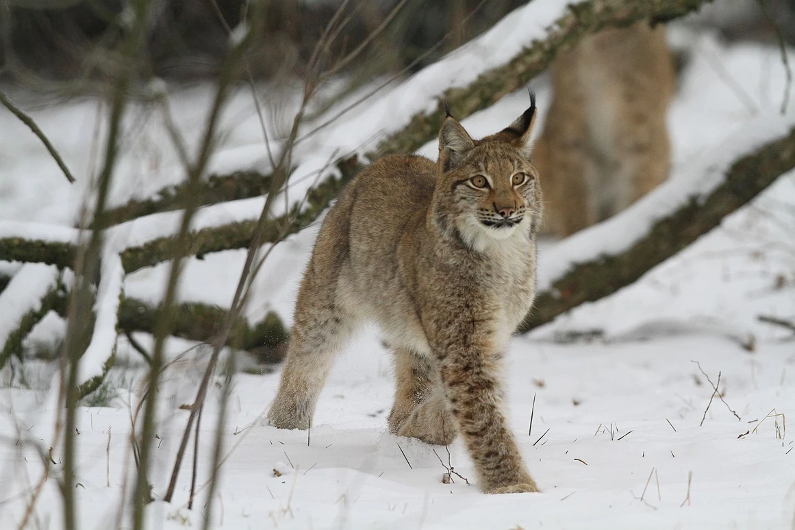 Ausflugsziel: Cumberland-Wildpark Grünau