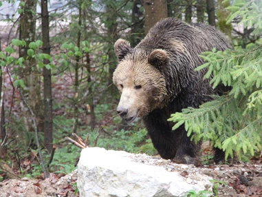 Ausflugsziel: Cumberland-Wildpark Grünau