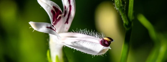 Ausflugsziel: Größter Bio-Heilkräuter-, Schau- und Lehrgarten Österreichs