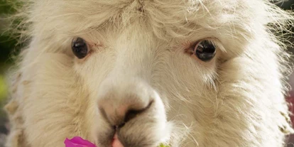 Viaggio con bambini - Waldneukirchen - Symbolbild für Ausflugsziel Besuch bei der Lama Zucht (Oberösterreich). - Besuch bei der Lama Zucht