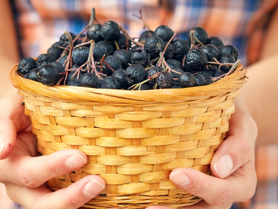 Ausflugsziel: Aronia-Hof Strasser