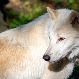 Ausflugsziel: Polarwolf in der Tierwelt Herberstein - Tierwelt Herberstein