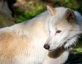 Ausflugsziel: Polarwolf in der Tierwelt Herberstein - Tierwelt Herberstein