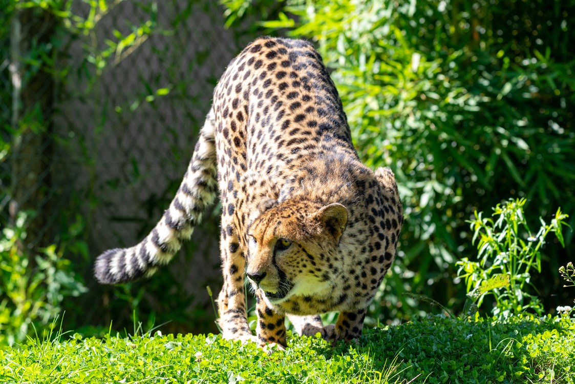 Ausflugsziel: Gepard in der Tierwelt Herberstein - Tierwelt Herberstein