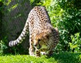 Ausflugsziel: Gepard in der Tierwelt Herberstein - Tierwelt Herberstein