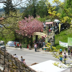 Ausflugsziel: Blütenfest - Hochgartl - Steirische Apfelstraße