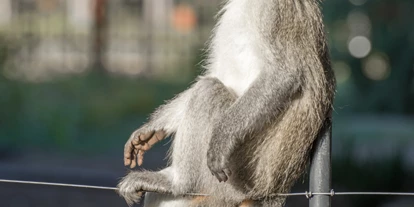 Voyage avec des enfants - Deutschfeistritz - Tier-, Wild- und Spielpark Preding