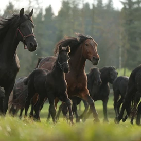 Ausflugsziel: Pferde für die Stutenmilcherzeugung - Bio Stutenmilchgestüt Töchterlehof