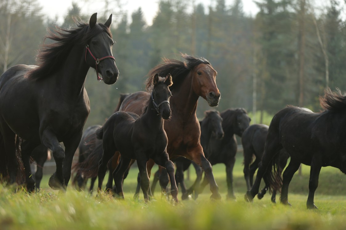 Ausflugsziel: Pferde für die Stutenmilcherzeugung - Bio Stutenmilchgestüt Töchterlehof