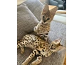 Ausflugsziel: Du willst unsere beiden Serval-Katzen "Bonnie und Clyde" in ihrem zu Hause besuchen, sie füttern und streicheln?
Buchungen gerne an info@tierpark.at oder direkt online buchen unter www.tierpark.at. - Natur- und Abenteuerpark Buchenberg