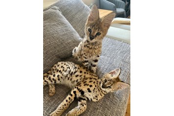 Ausflugsziel: Du willst unsere beiden Serval-Katzen "Bonnie und Clyde" in ihrem zu Hause besuchen, sie füttern und streicheln?
Buchungen gerne an info@tierpark.at oder direkt online buchen unter www.tierpark.at. - Natur- und Abenteuerpark Buchenberg