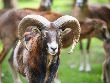 Ausflugsziel: Mufflon (c) Naturpark Geras - Naturpark Geras