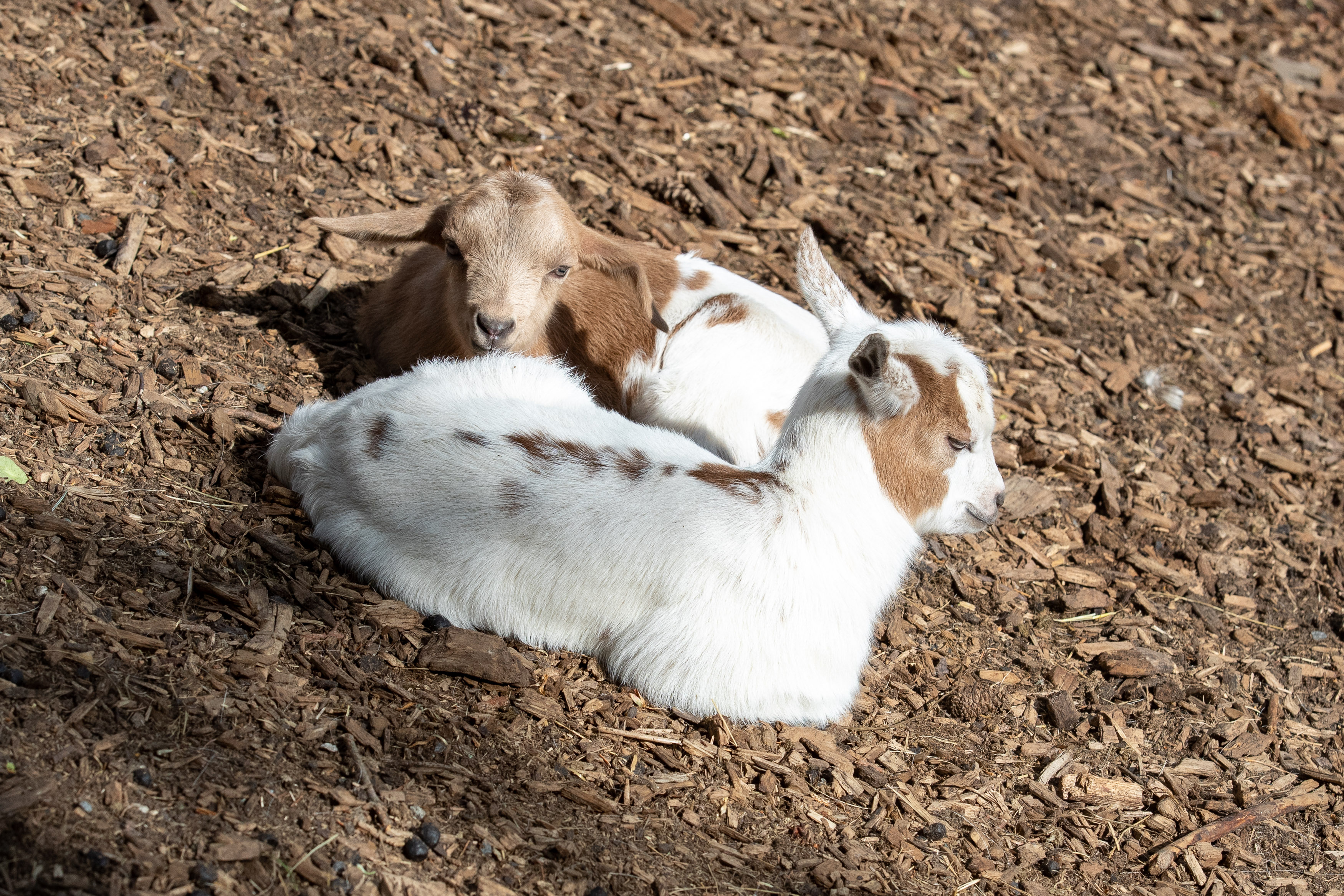 Reis met kinderen - Witterung: Schönwetter - Ziegennachwuchs im Streichelzoo (c) Naturpark Geras - Naturpark Geras