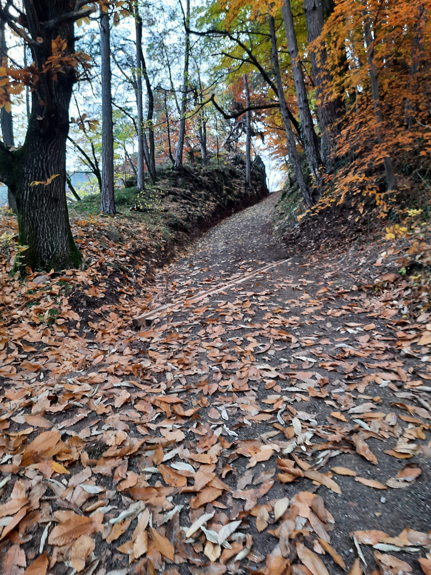 Ausflugsziel: Ruine Greifenstein - Sauschloss