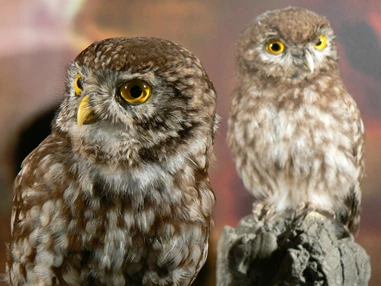 Ausflugsziel: Nationalparkhaus avimundus