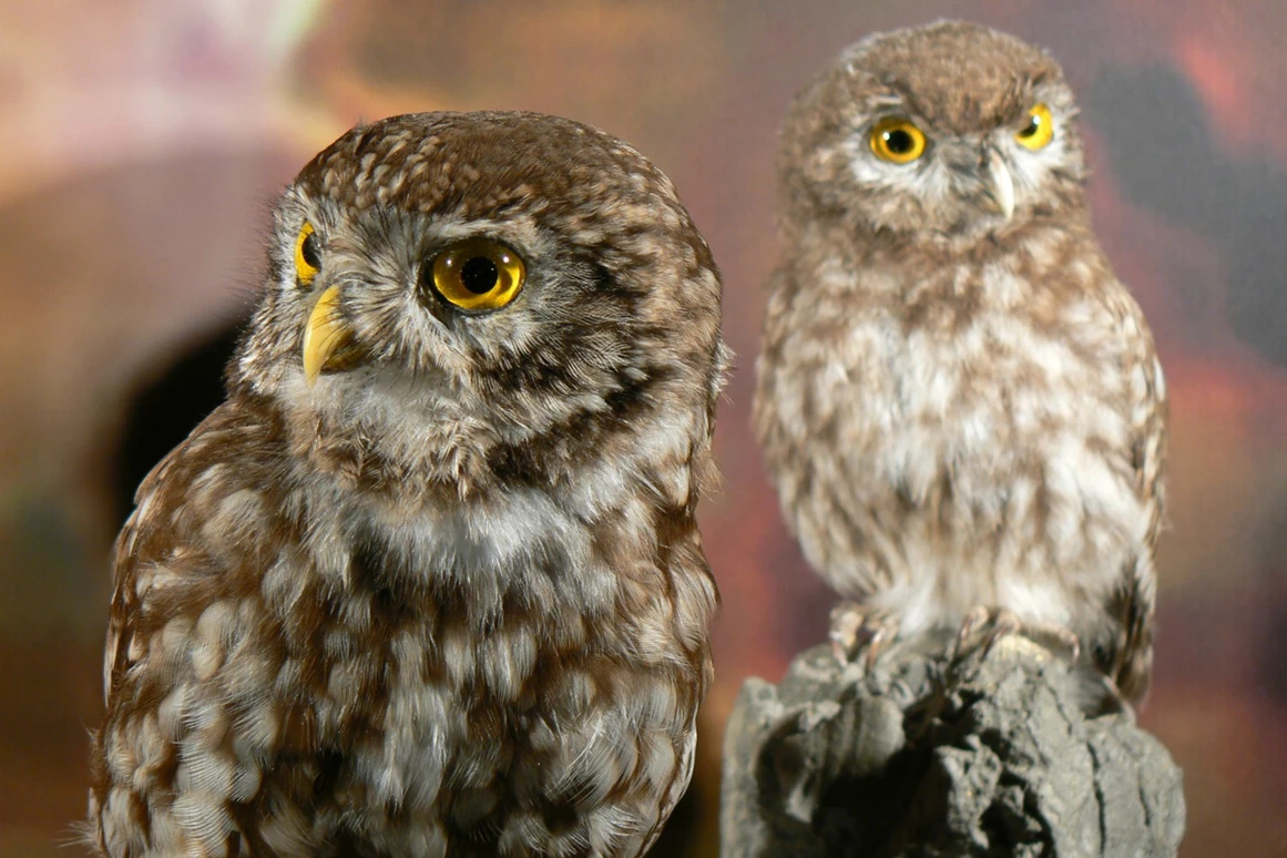 Ausflugsziel: Nationalparkhaus avimundus