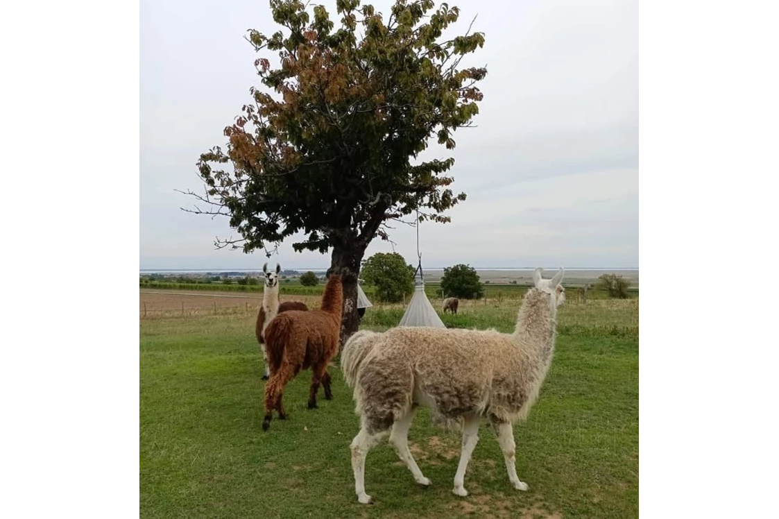 Ausflugsziel: Weide - Striok's Lamas