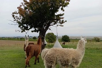 Ausflugsziel: Weide - Striok's Lamas