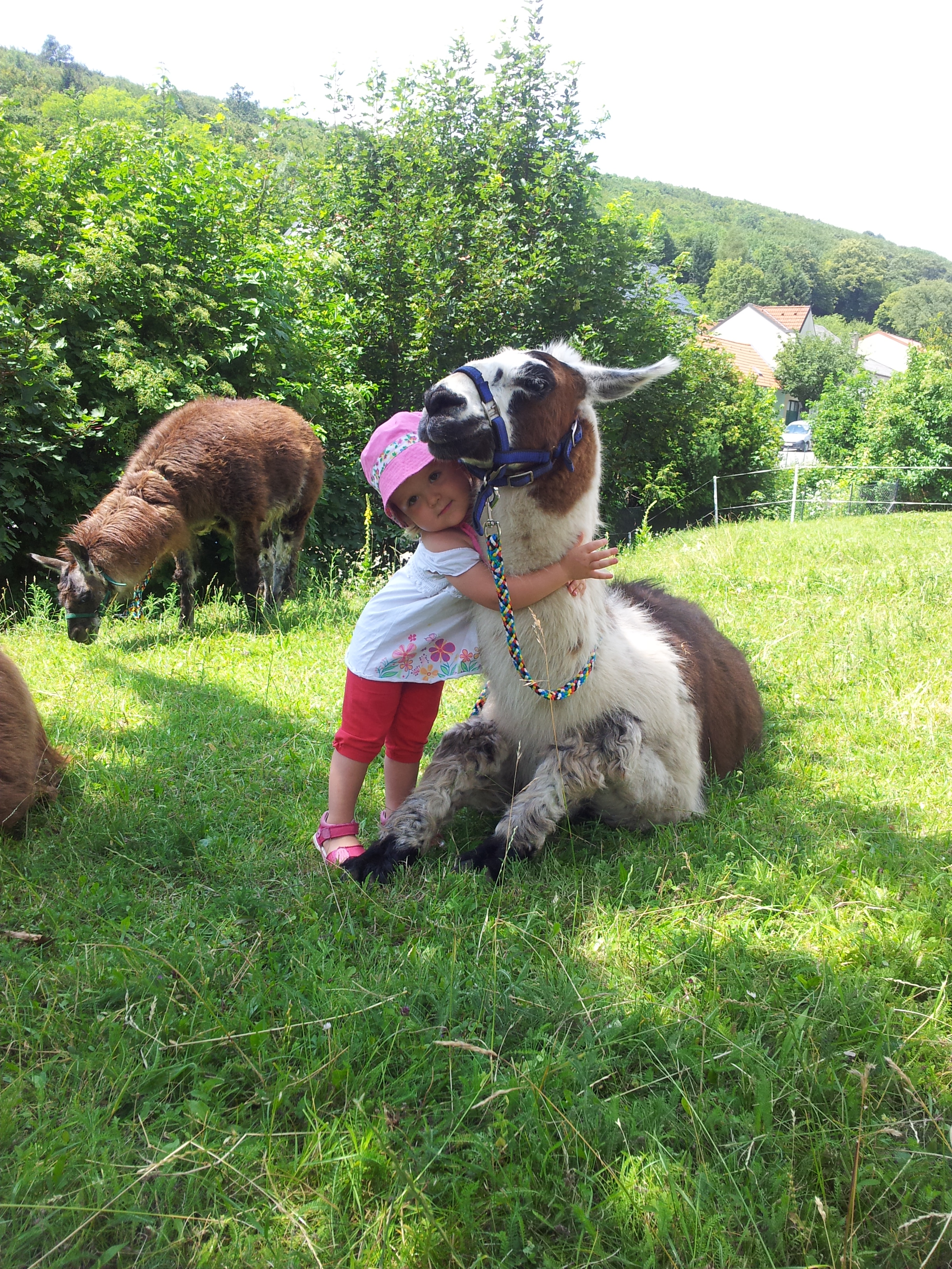 Ausflugsziel: Striok's Lamas