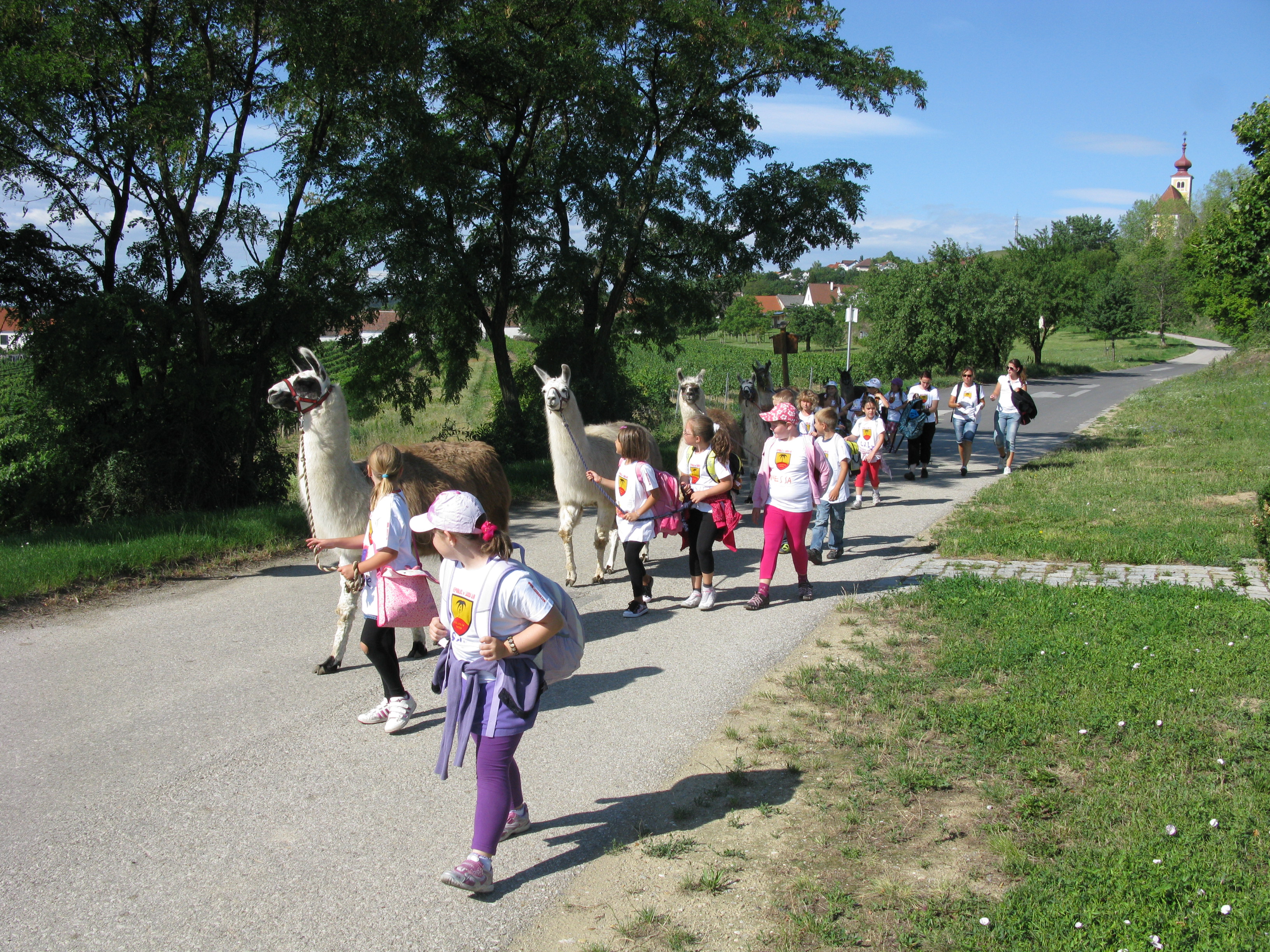 Ausflugsziel: Striok's Lamas