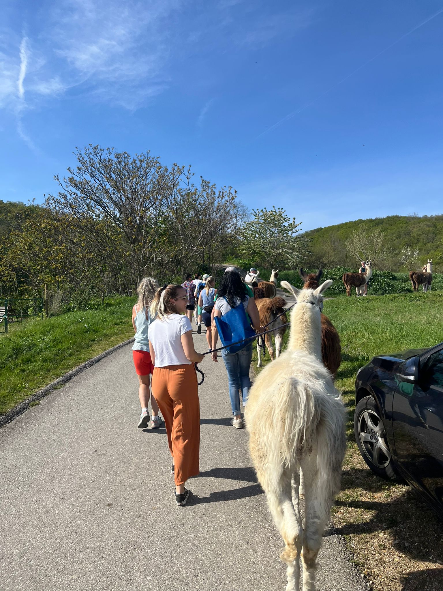 Ausflugsziel: Striok's Lamas