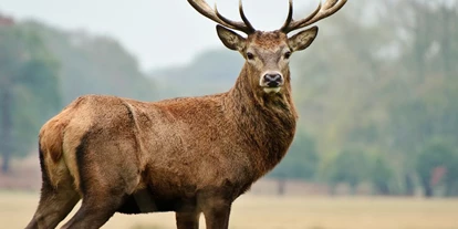 Voyage avec des enfants - Reauz - Symbolbild für Ausflugsziel Alpenwildpark / Naturstadel Feld am See. Keine korrekte oder ähnlich Darstellung! - Alpenwildpark / Naturstadel Feld am See