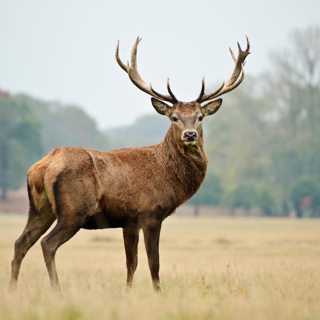 Reis met kinderen - Ausflugsziel ist: ein Tierpark - Alpenwildpark / Naturstadel Feld am See